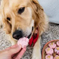 Golden retriever eating a paw-shaped frozen yoghurt dog treat